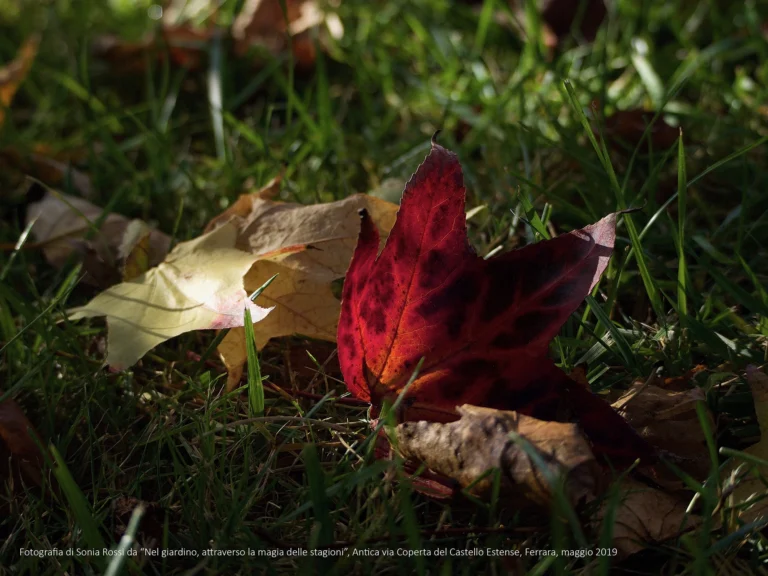 Sonia Rossi Fotografia digitale Mostra Nel giardino attraverso la magia delle stagioni - Ferrara 2019